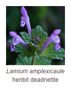 ￼Lamium amplexicaule
henbit deadnettle