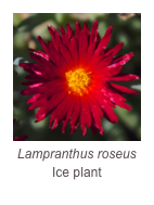 ￼Lampranthus roseus
Ice plant