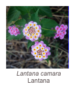 ￼Lantana camara
Lantana