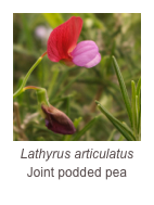 ￼Lathyrus articulatus
Joint podded pea