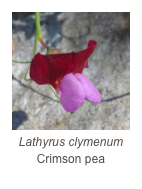 ￼Lathyrus clymenum
Crimson pea