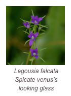 ￼Legousia falcata
Spicate venus’s looking glass