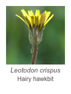 ￼Leotodon crispus
Hairy hawkbit 