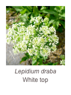 ￼Lepidium draba
White top