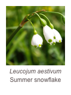 ￼Leucojum aestivum
Summer snowflake