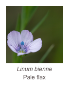 ￼Linum bienne
Pale flax