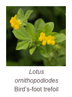 ￼Lotus ornithopodiodes 
Bird’s-foot trefoil