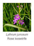 ￼Lythrum junceum
Rose loosetrife