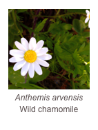 ￼Anthemis arvensis
Wild chamomile