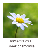 ￼Anthemis chia
 Greek chamomile