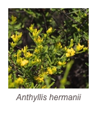 ￼Anthyllis hermanii
