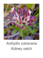 ￼Anthyllis vulneraria
Kidney vetch