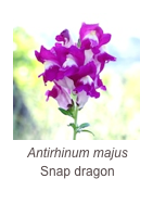 ￼Antirhinum majus
Snap dragon