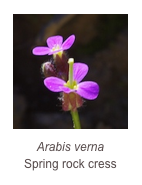 ￼Arabis verna
Spring rock cress