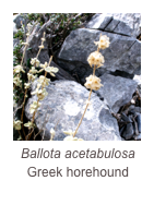￼Ballota acetabulosa
Greek horehound