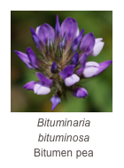 ￼Bituminaria bituminosa
Bitumen pea