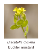 ￼Biscutella didyma
Buckler mustard 