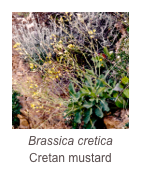 ￼Brassica cretica
Cretan mustard