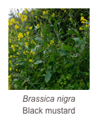 ￼Brassica nigra
Black mustard