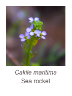 ￼Cakile maritima
Sea rocket