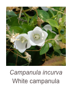 ￼Campanula incurva
White campanula
