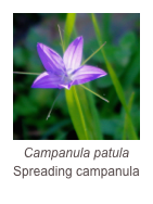 ￼Campanula patula
Spreading campanula