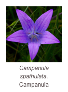 ￼Campanula spathulata.
Campanula