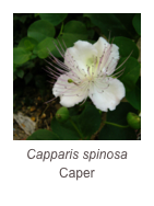 ￼Capparis spinosa
Caper