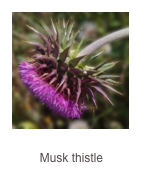 ￼Carduus nutans 
Musk thistle