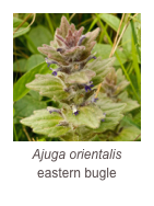 ￼Ajuga orientalis
eastern bugle