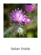 ￼Carduus pycnocephalus 
Italian thistle