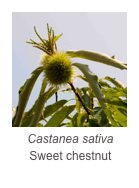 ￼Castanea sativa
Sweet chestnut