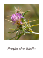 ￼Centaurea calcitrapa
Purple star thistle