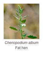 ￼Chenopodium album
Fat hen