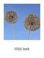 ￼Allium commutatum Wild leek