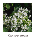 ￼Cionura erecta
