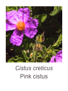 ￼Cistus creticus
Pink cistus