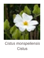 ￼Cistus monspeliensis 
Cistus