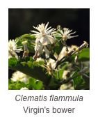 ￼Clematis flammula
Virgin's bower