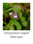 ￼Clinopodium vulgare
Wild basil