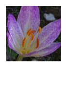 ￼Colchicum binovae
Autumn crocus