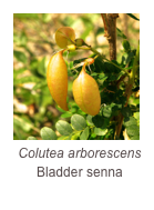 ￼Colutea arborescens
Bladder senna