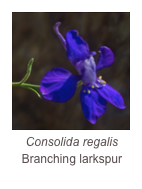 ￼Consolida regalis
Branching larkspur