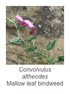 ￼Convolvulus altheodes
Mallow leaf bindweed