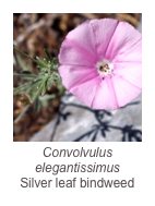 ￼Convolvulus elegantissimus
Silver leaf bindweed