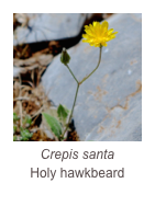￼Crepis santa
Holy hawkbeard