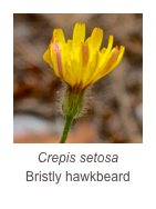￼Crepis setosa
Bristly hawkbeard