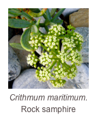 ￼Crithmum maritimum.
Rock samphire
