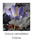 ￼Crocus cancellatus
Crocus