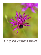 ￼Crupina crupinastrum
